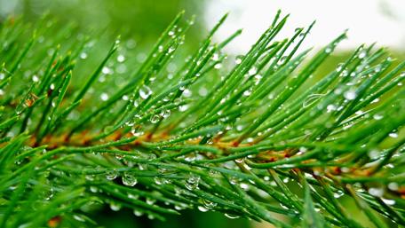 Fir Branch - Macro photography wallpaper