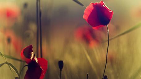 Red poppy close-up photo wallpaper
