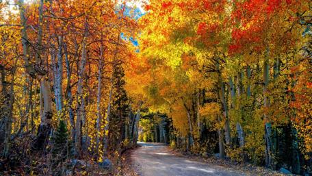 Road in the autumn forest wallpaper