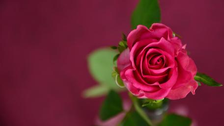 Beautiful Pink Rose in Bloom wallpaper