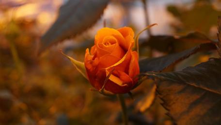 Yellow rose wallpaper