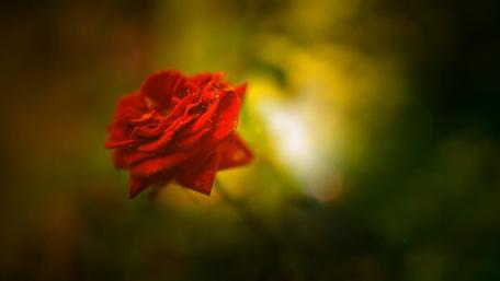 Red rose in blurred background wallpaper