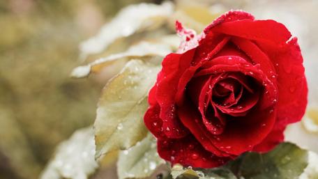 Dew drops on the red rose wallpaper
