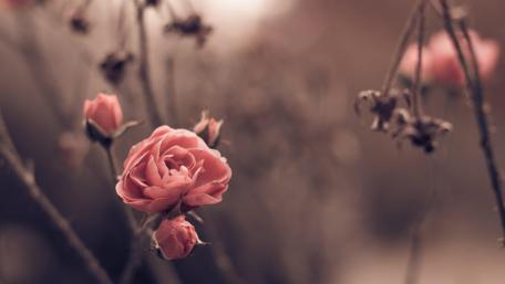 Pink roses in the autumn garden wallpaper