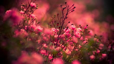 Floribunda rose in the garden wallpaper