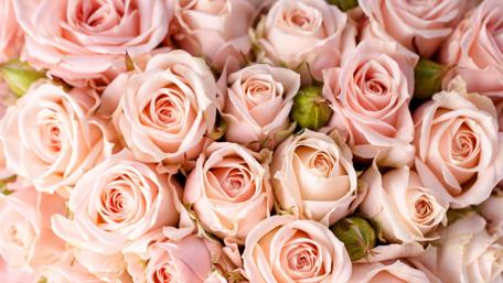 Pale pink rose wallpaper