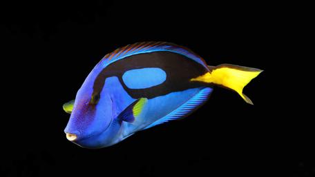 Palette surgeonfish wallpaper
