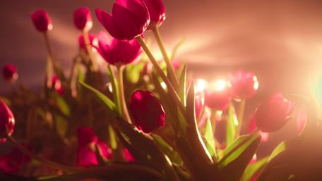 Red tulips wallpaper