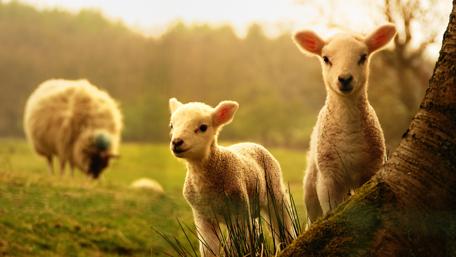 Cute baby sheep wallpaper