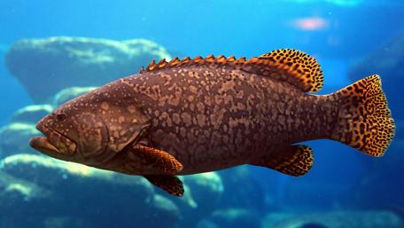 Beautiful ocean fish wallpaper