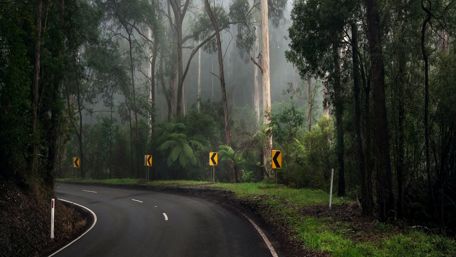 Bending road in the forest wallpaper