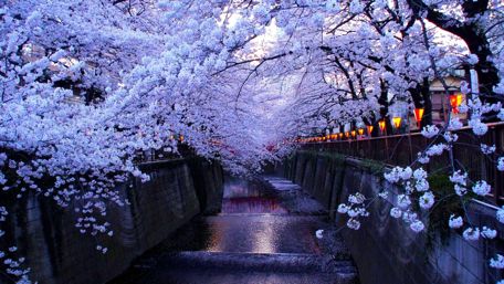 Cherry blossom in Tokyo wallpaper