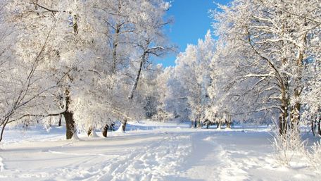 Snowy winter landscape ❄️ wallpaper