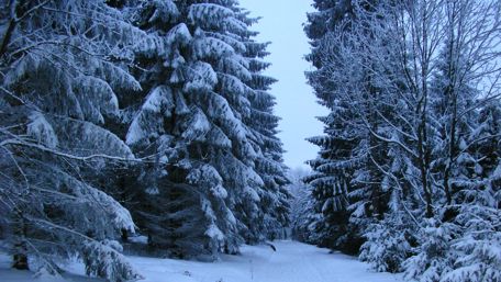 Winter Wonderland Pathway Through Snowy Pines wallpaper