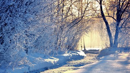 Snowy winter forest wallpaper