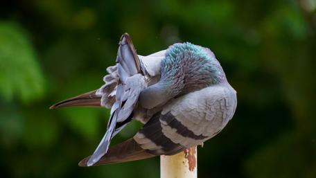 Bird in the morning wallpaper