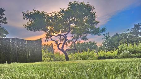 Tree Peach from Bulgaria wallpaper