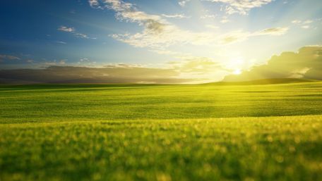 Spring sunlight in the field wallpaper