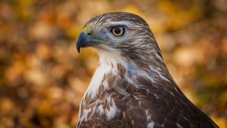 Hawk close-up photography wallpaper
