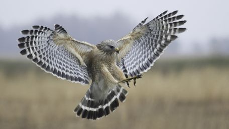 Flying falcon wallpaper