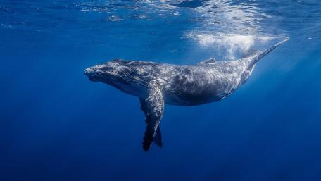 Humpback whale -  Underwater photography wallpaper