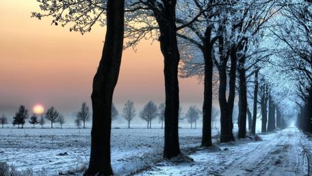 Tree alley in winter wallpaper