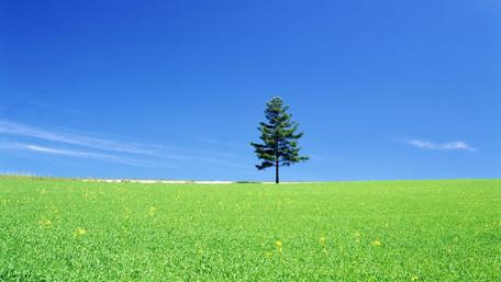 Lonely tree in the grassland wallpaper