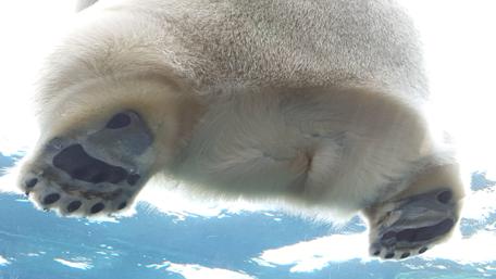Polar bear paws and butt wallpaper