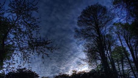 Cloudy sky in the evening forest wallpaper