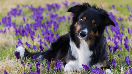 Border Collie puppy in the flower field wallpaper