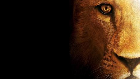 Lion face wallpaper