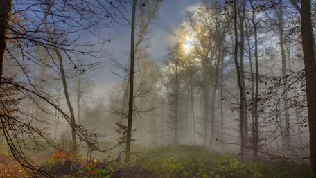 Misty forset in the morning sunlight wallpaper