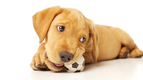 Pointer puppy chewing the ball wallpaper