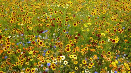 Wildflowers in the field wallpaper