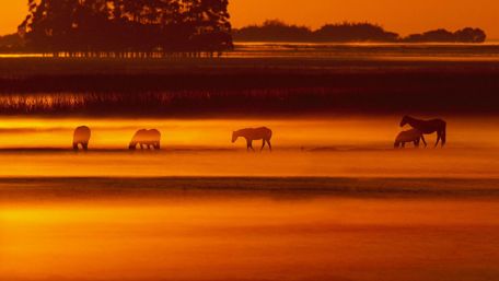 Horse herd in the orange sunrise ☀️ wallpaper