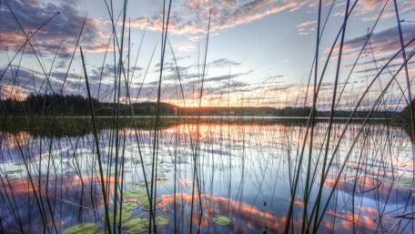 Reeds in the morning sunlight wallpaper