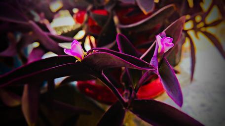Vibrant Purple Blooms in a Greenery Paradise wallpaper