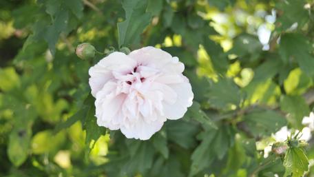 Delicate White Bloom in Nature's Embrace wallpaper