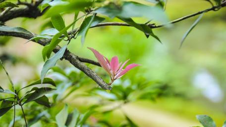 Close up of a branch wallpaper