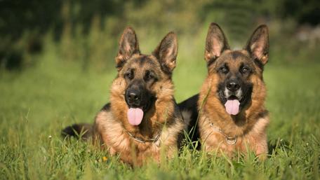 German Shepherd dog couple wallpaper
