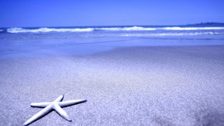 Starfish on the beach wallpaper