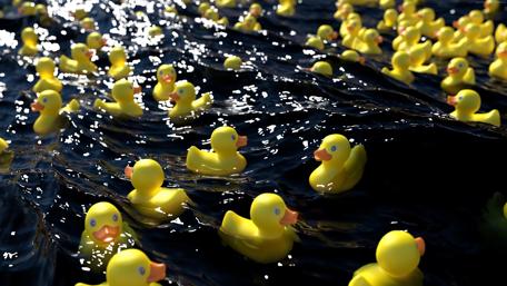 Rubber duck race wallpaper