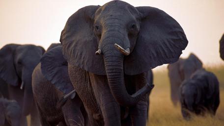 Herd of elephants wallpaper