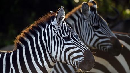 Zebras photo wallpaper