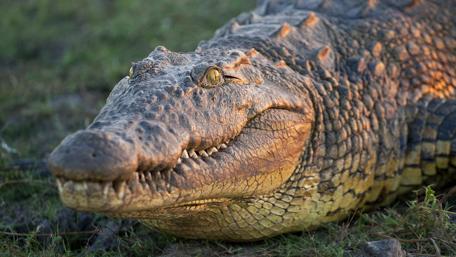 Nile Crocodile - Chobe National Park, Botswana wallpaper