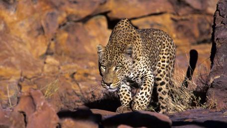 Leopard in the nature wallpaper