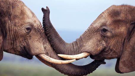 Elephant trunks wallpaper