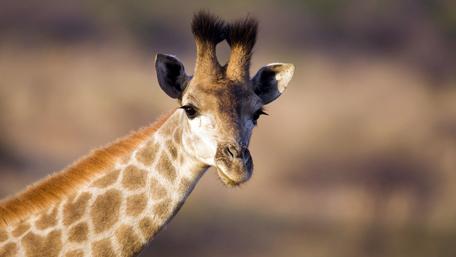 Giraffe in the nature wallpaper