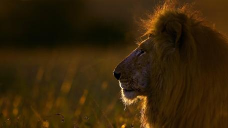 Masai lion in Africa wallpaper