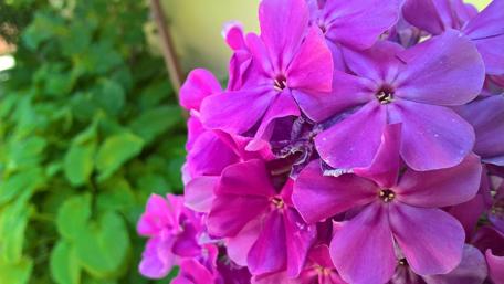 Vibrant Purple Wildflowers Blooming Brightly wallpaper
